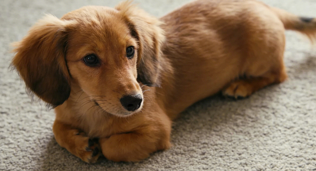 声声入心：当狗狗为你吠叫，它在诉说什么？