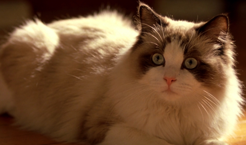 科学解读猫咪吐毛球的生理真相与守护之道