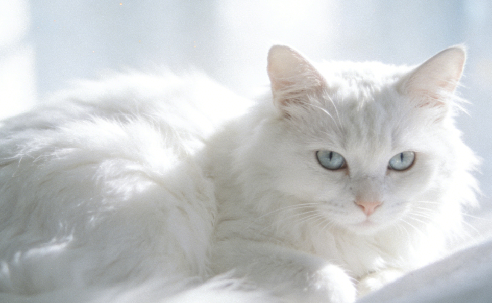 猫眼里的“美”：它们会因颜值选择伴侣吗？