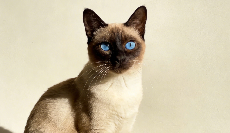 舌尖的温柔：解码猫咪舔毛背后的健康密码与情感语言