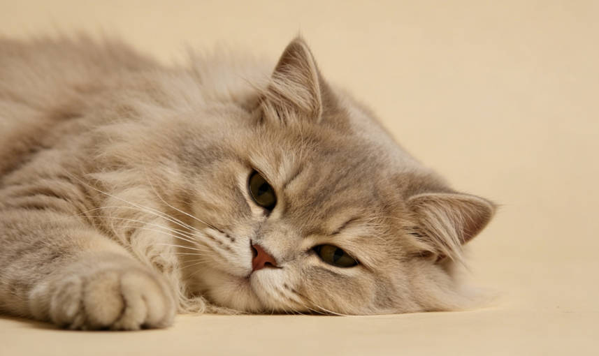 猫咪便便“一节一节”正常吗？铲屎官必看的肠道健康指南