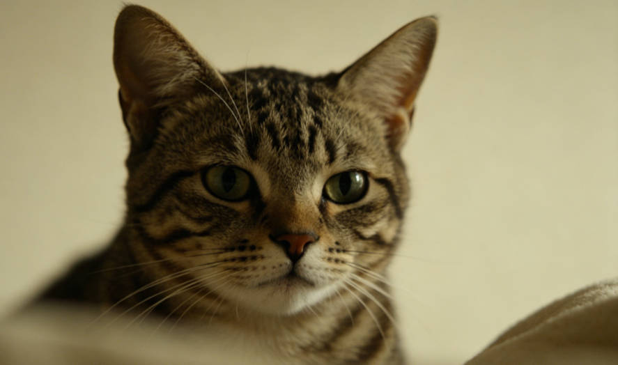 养猫家庭慎养绿植！这些常见花草对猫咪有毒，再喜欢也要扔掉